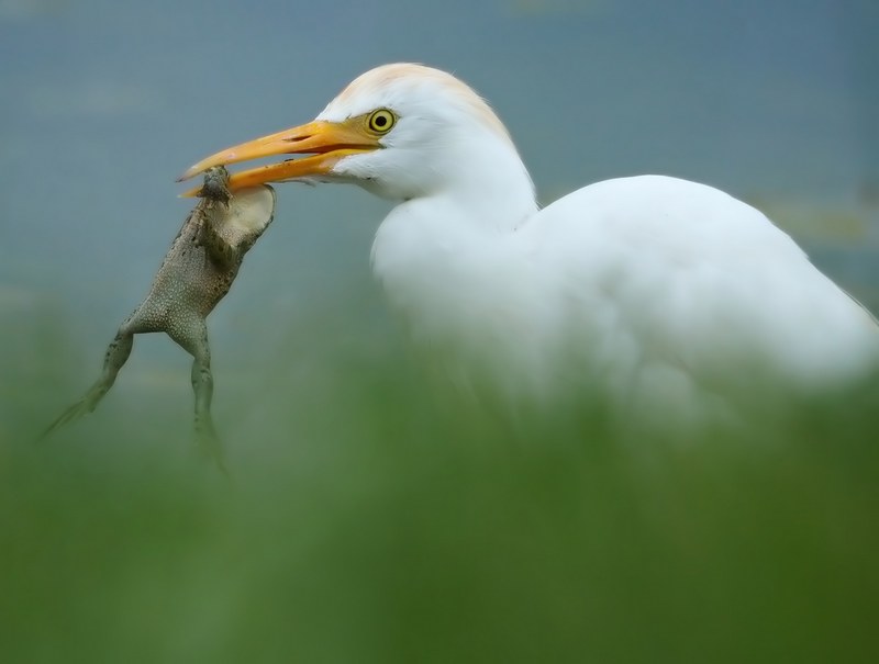 Guardabuoi (Bubulcus ibis )